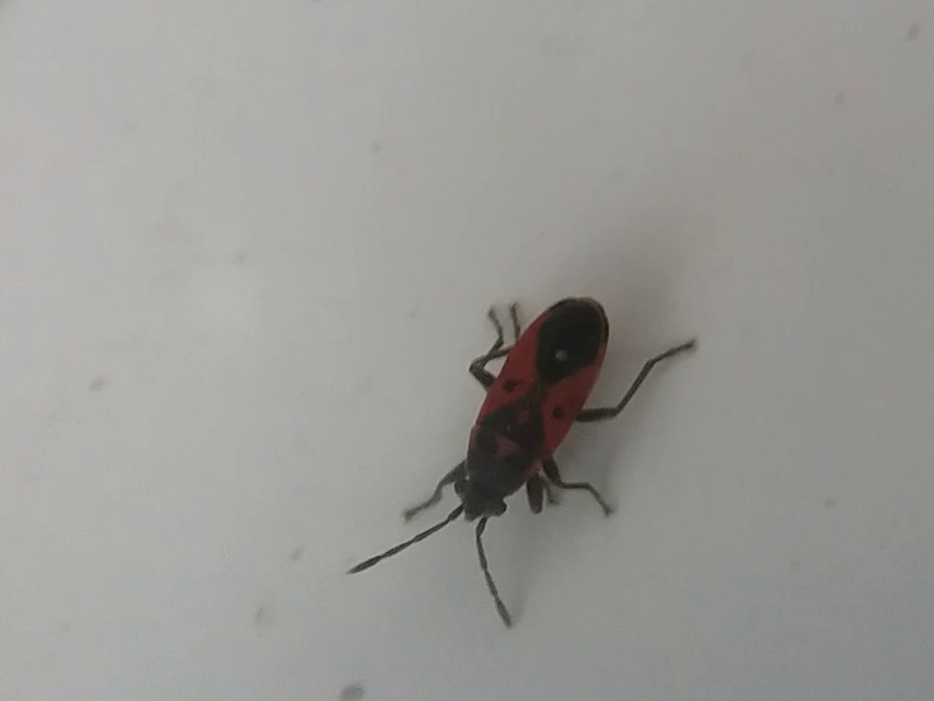 Melanocoryphus tristrami
