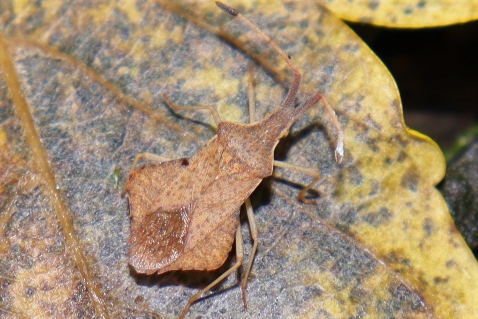 Syromastus rhombeus - vitorlás karimáspoloska