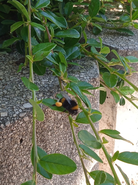 Bombus terrestris/lucorum