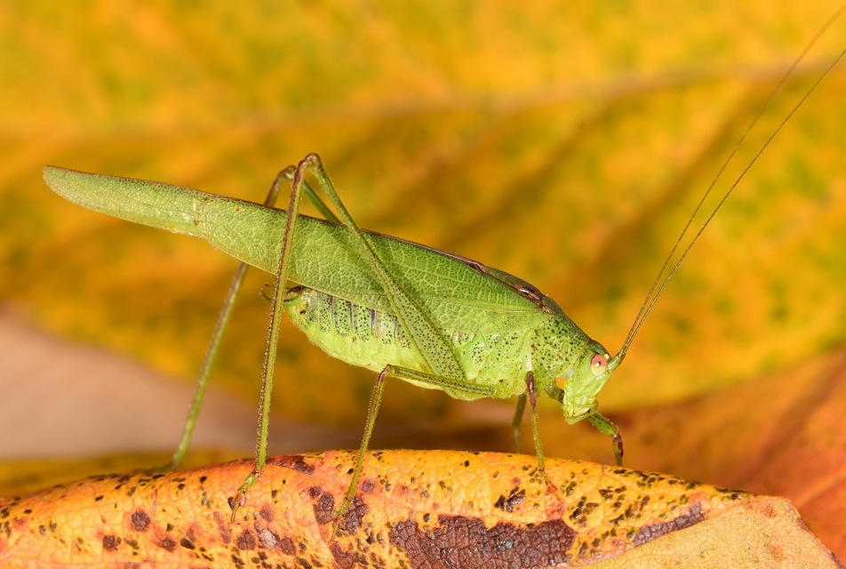 Phaneroptera nana - pontozott repülőszöcske