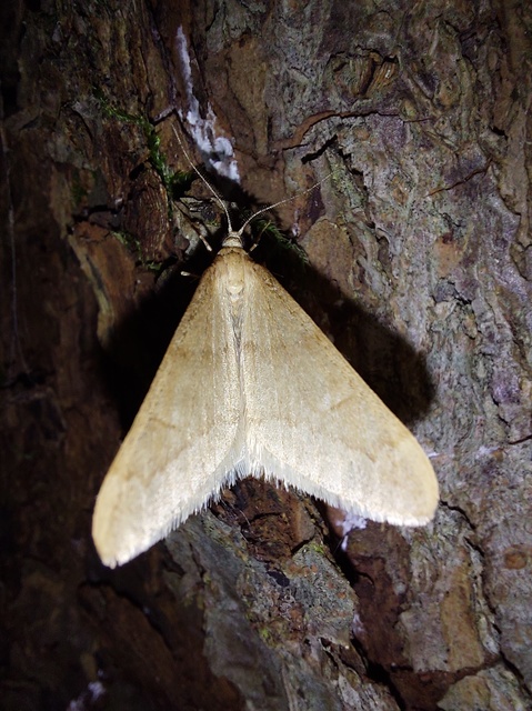 Alsophila aceraria - juhararaszoló