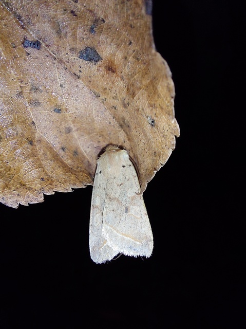 Leptologia macilenta - gyertyán-őszibagoly