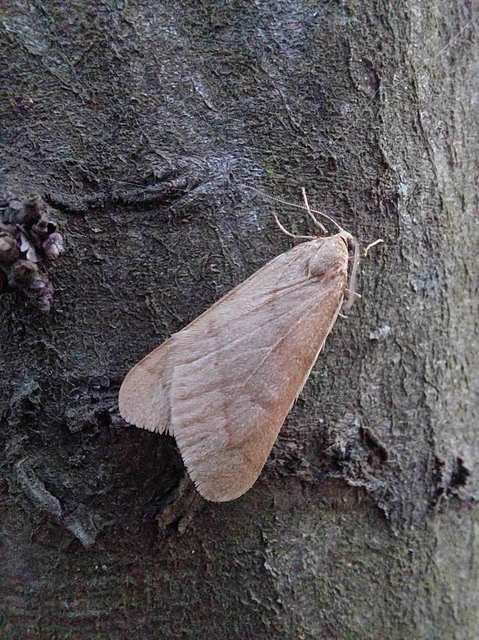 Alsophila aceraria - juhararaszoló