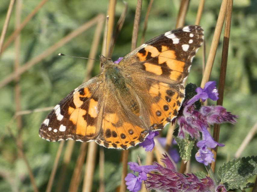 Vanessa cardui - bogáncslepke