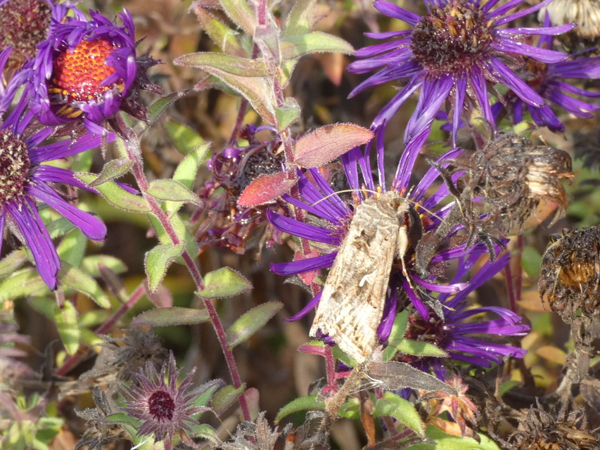 Autographa gamma - gammalepke