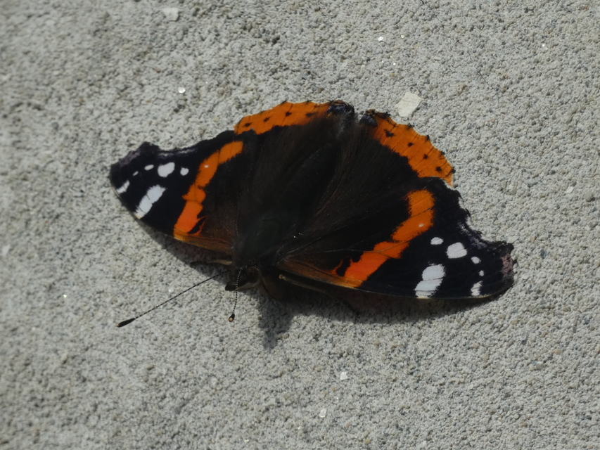 Vanessa atalanta - atalantalepke