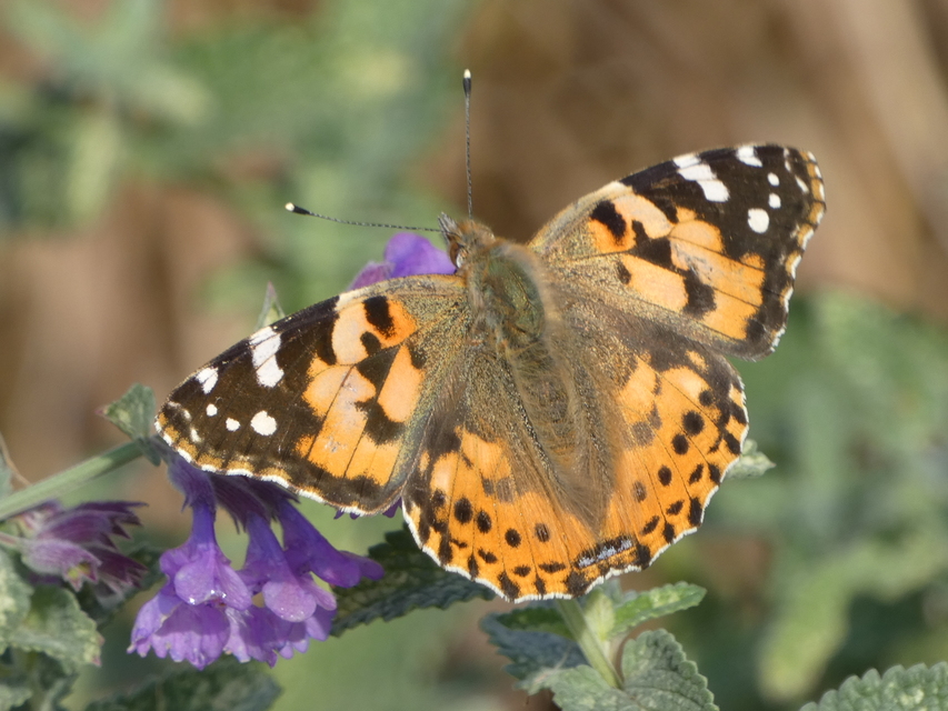 Vanessa cardui - bogáncslepke