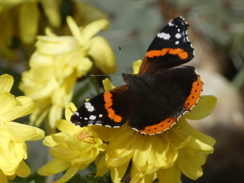 Vanessa atalanta - atalantalepke