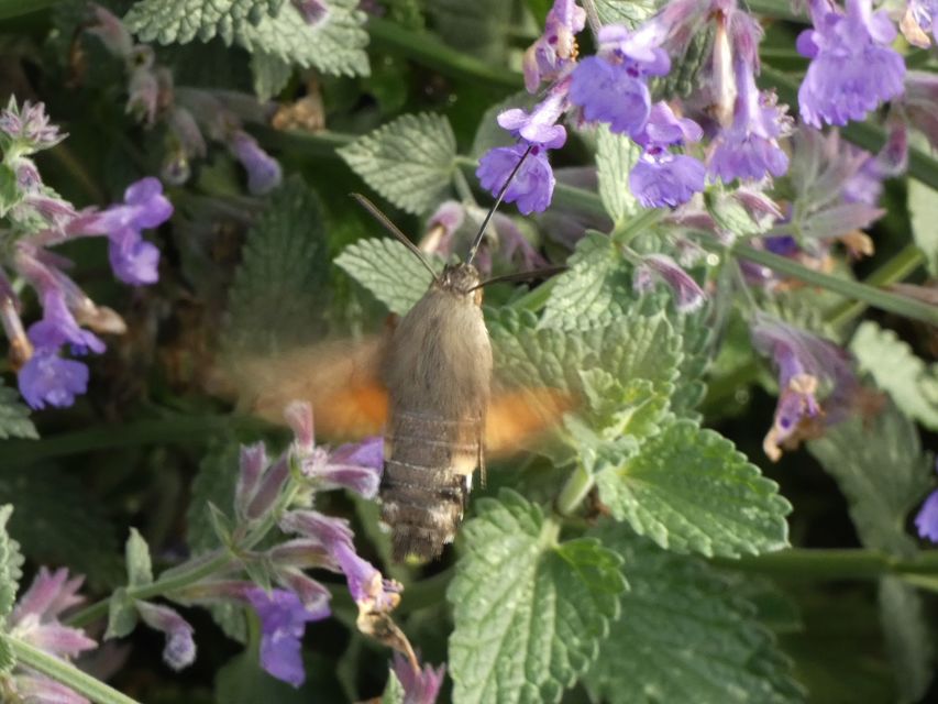 Macroglossum stellatarum - kacsafarkú szender