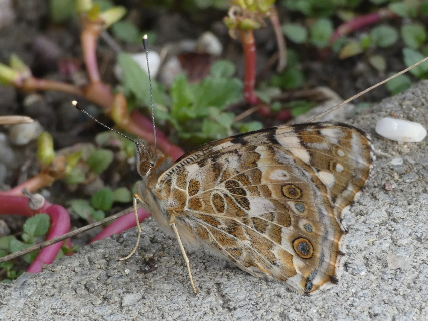 Vanessa cardui - bogáncslepke