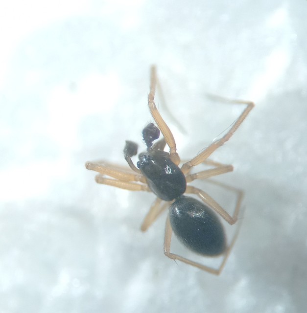 Agyneta rurestris