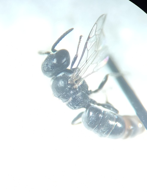 Solierella compedita