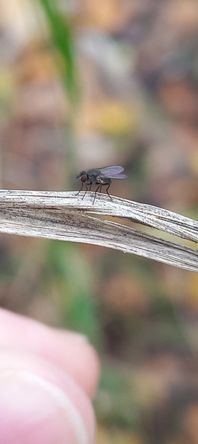 Coenosia agromyzina