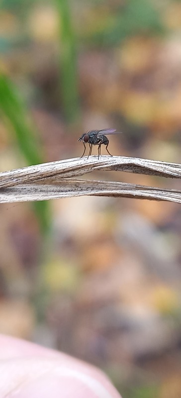 Coenosia agromyzina