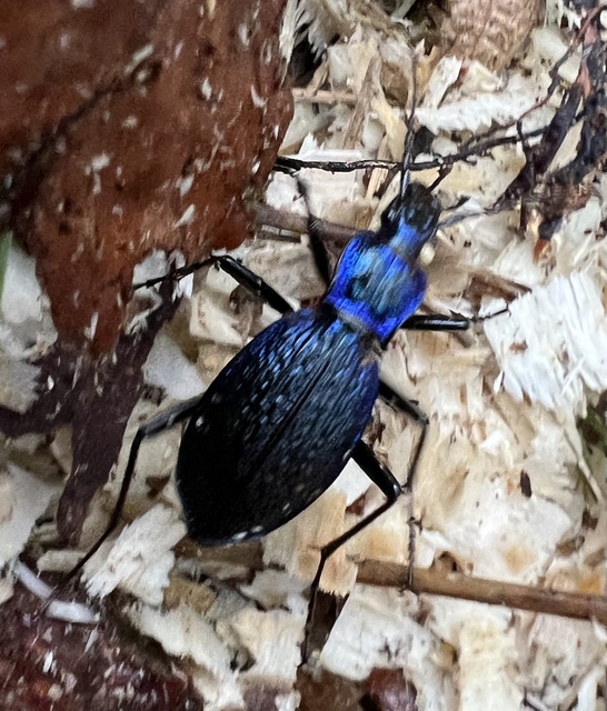 Carabus intricatus - kék laposfutrinka
