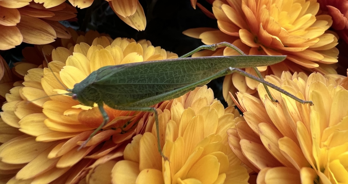 Phaneroptera nana - pontozott repülőszöcske