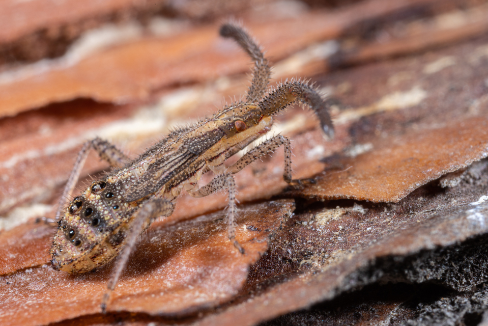 Coriomeris
