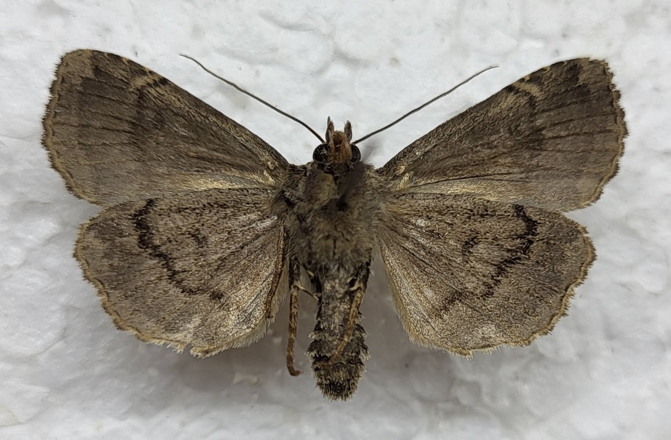 Naenia typica - hálózatos sóskabagoly