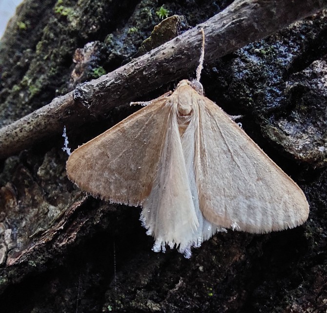 Alsophila aceraria - juhararaszoló
