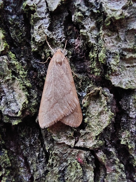 Alsophila aceraria - juhararaszoló