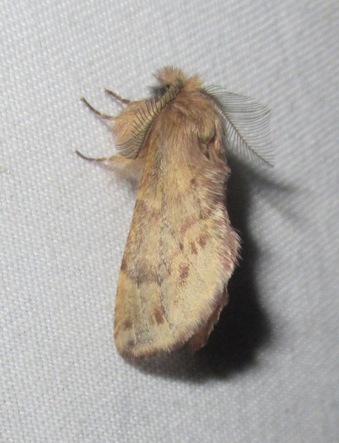 Ptilophora plumigera - tollas púposszövő