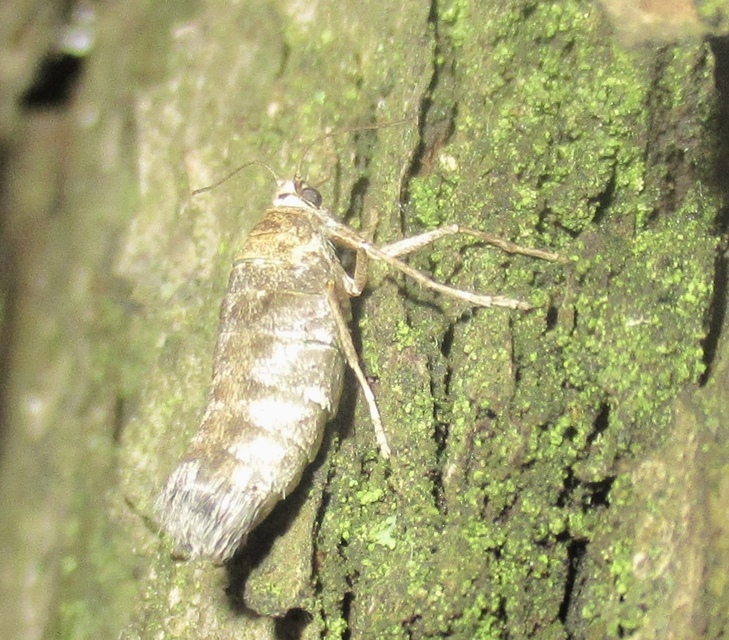 Alsophila aceraria - juhararaszoló