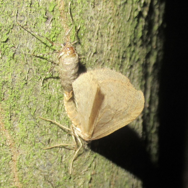 Alsophila aceraria - juhararaszoló