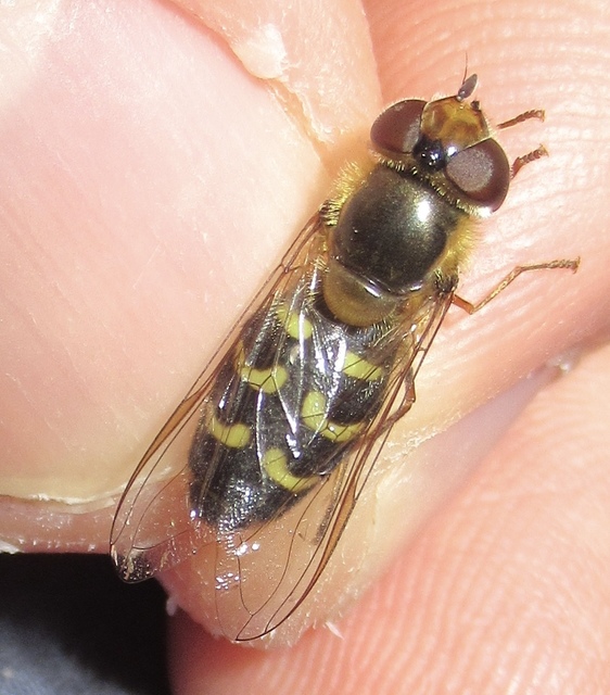 Scaeva selenitica - sárga nagyhomlokúlégy