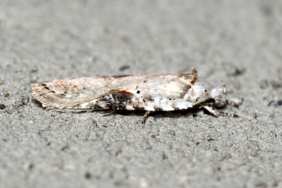 Agonopterix alstromeriana - bürök-laposmoly