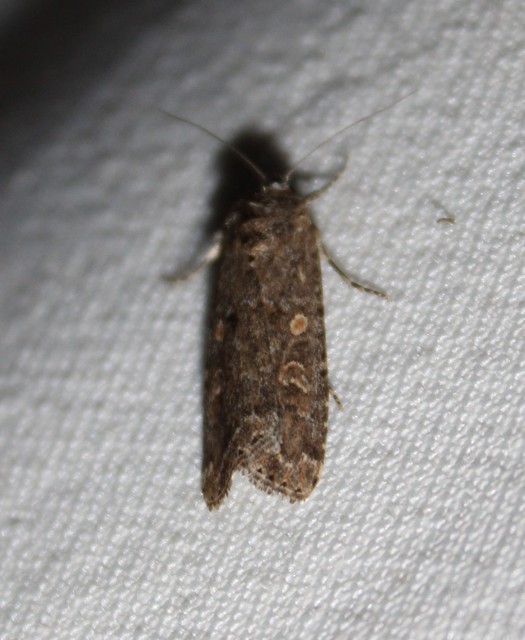 Spodoptera exigua - apró jegyesbagoly