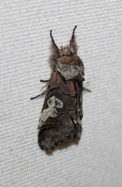 Diloba caeruleocephala - őszi kékesbagoly