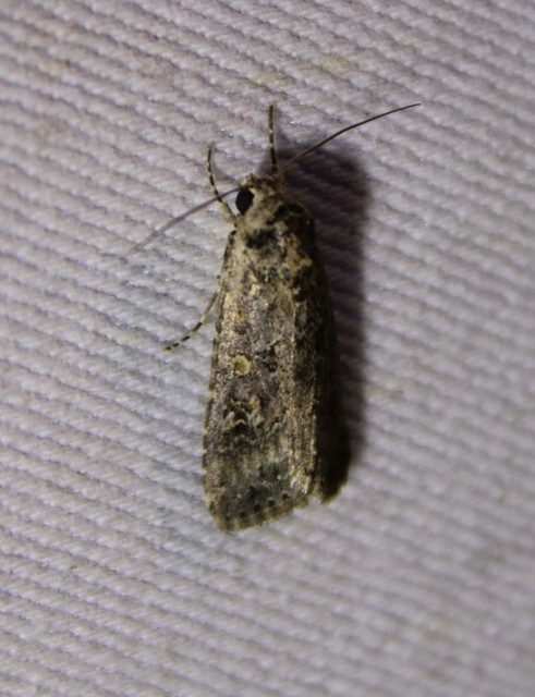 Spodoptera exigua - apró jegyesbagoly