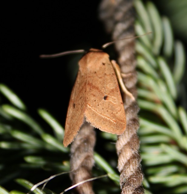 Leptologia macilenta - gyertyán-őszibagoly