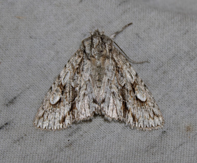 Meganephria bimaculosa - kétfoltos szilbagoly