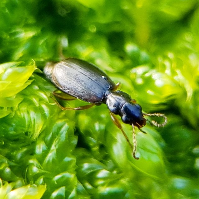 Syntomus pallipes - sárgalábú gyökérfutó