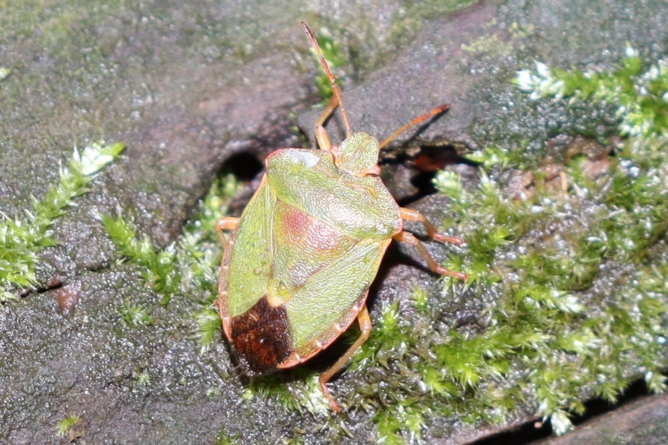 Palomena Palomena