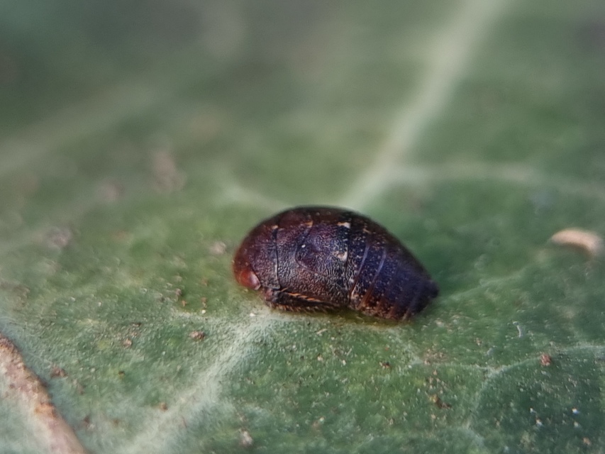 Penthimia nigra - fekete kabóca Penthimia nigra - fekete kabóca