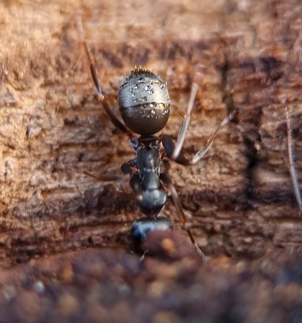 Formica fusca - kormos rabszolgahangya