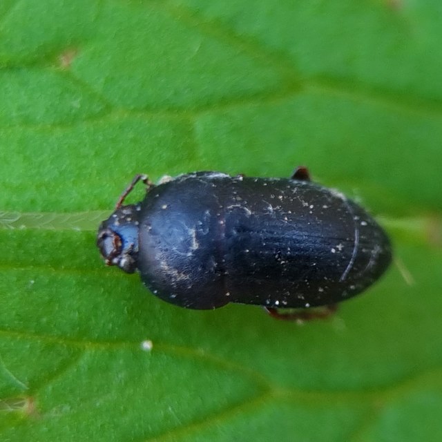 Crypticus quisquilius - fürge gyászbogár