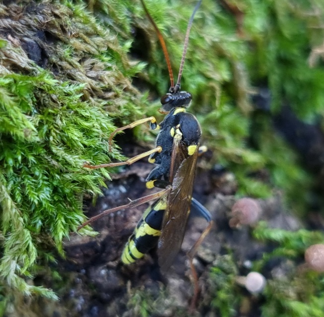 Amblyteles armatorius - fűbagolyfürkész