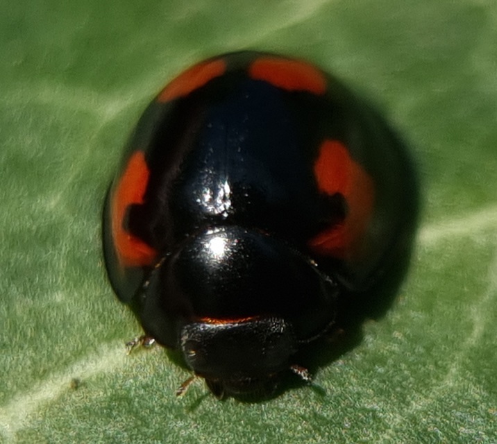 Exochomus quadripustulatus - négyfoltos szerecsenkata