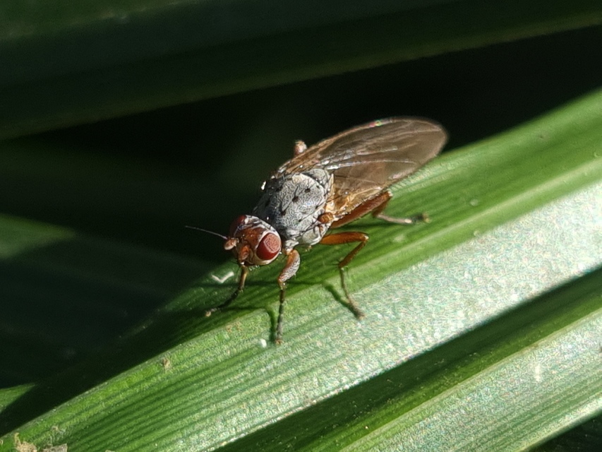 Heleomyzidae - tüskésszárnyú legyek