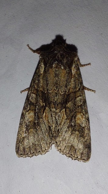Dichonia convergens - őszi tölgybagoly