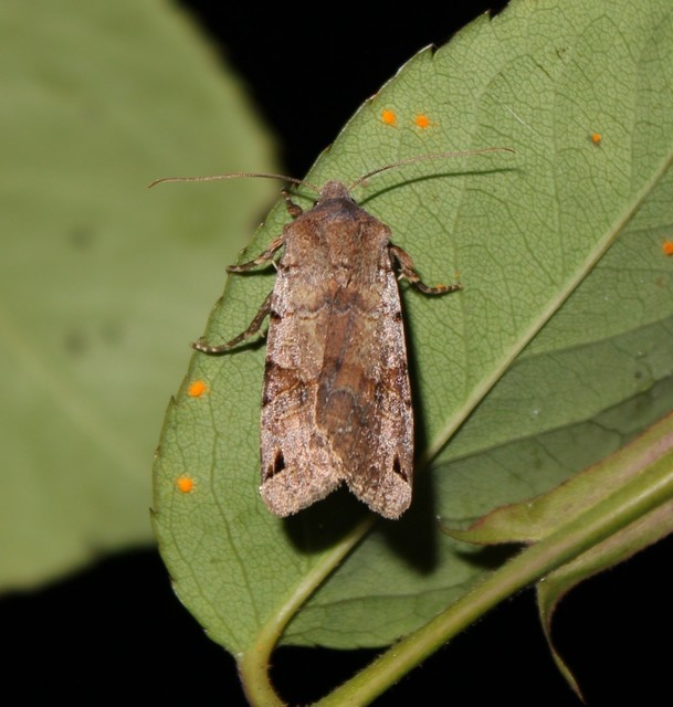 Anchoscelis litura - tarka őszibagoly