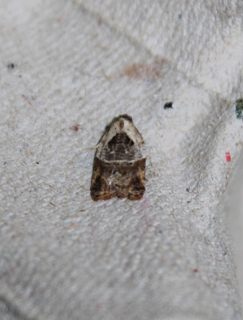 Acleris variegana - tarka levélmoly