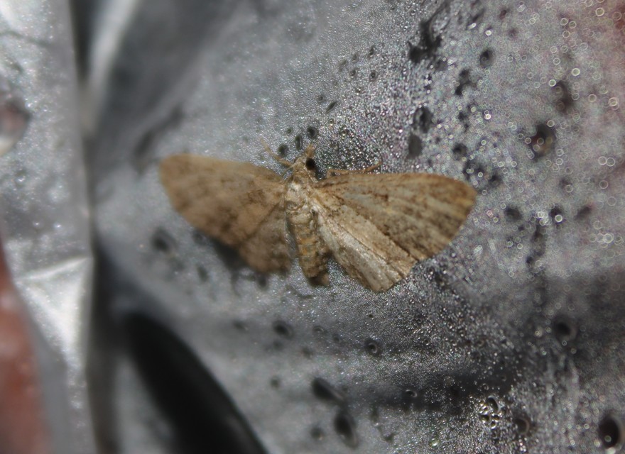 Eupithecia inturbata - juhar-törpearaszoló
