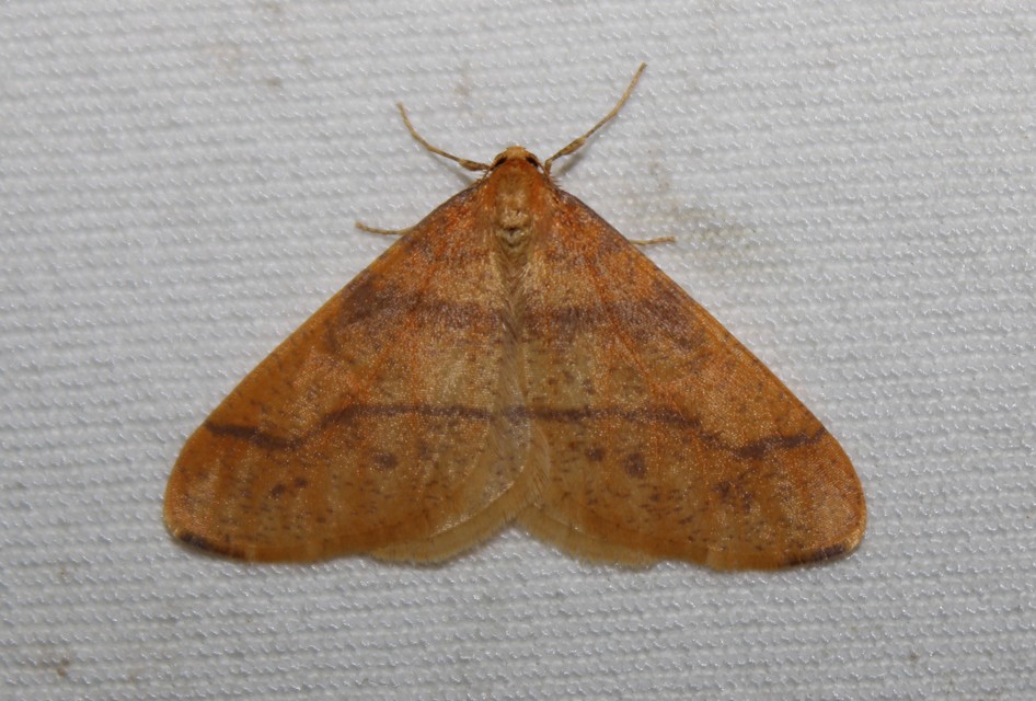 Agriopis aurantiaria - aranysárga téliaraszoló