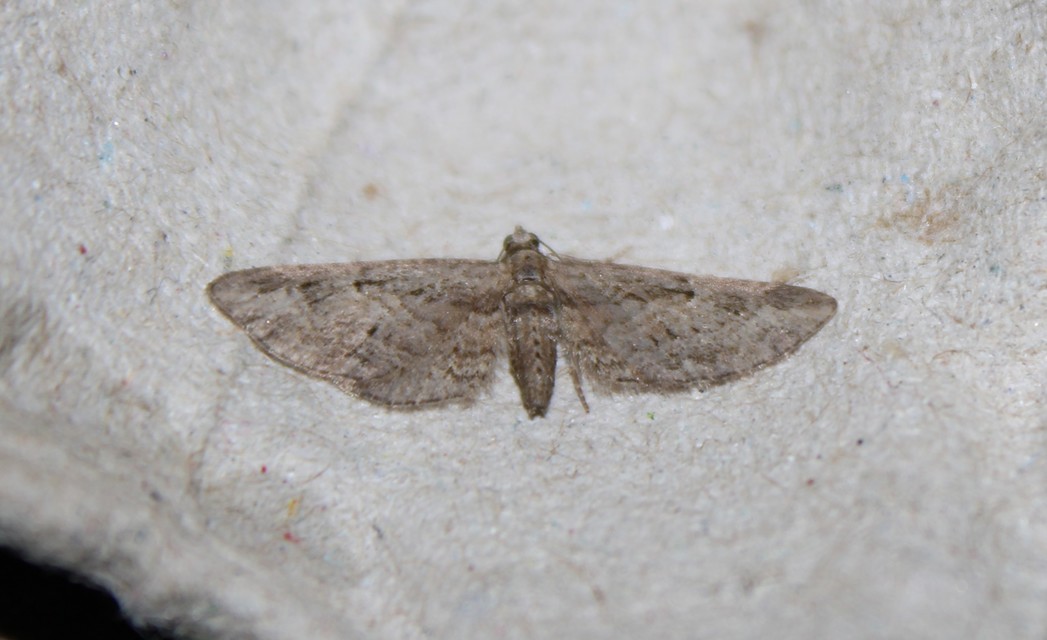 Eupithecia ericeata - feketefenyő-törpearaszoló