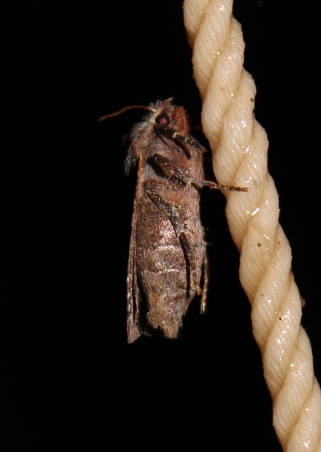 Conistra ligula - hegyesszárnyú őszibagoly