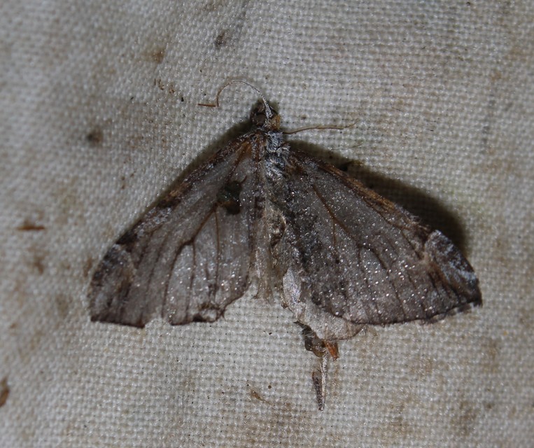 Aplocera
